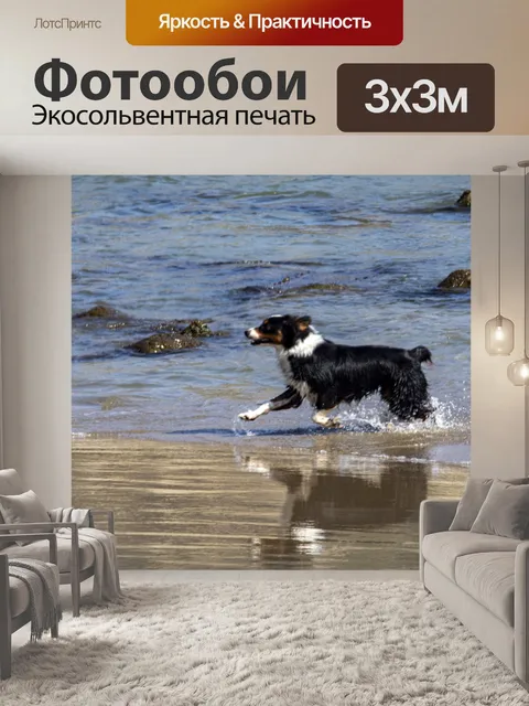 Фотообои Собака на пляже