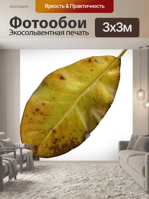 Фотообои Лист