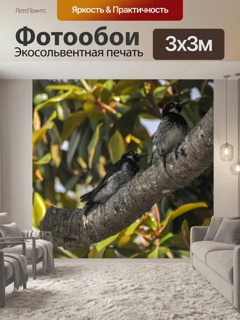 Фотообои Два дятла