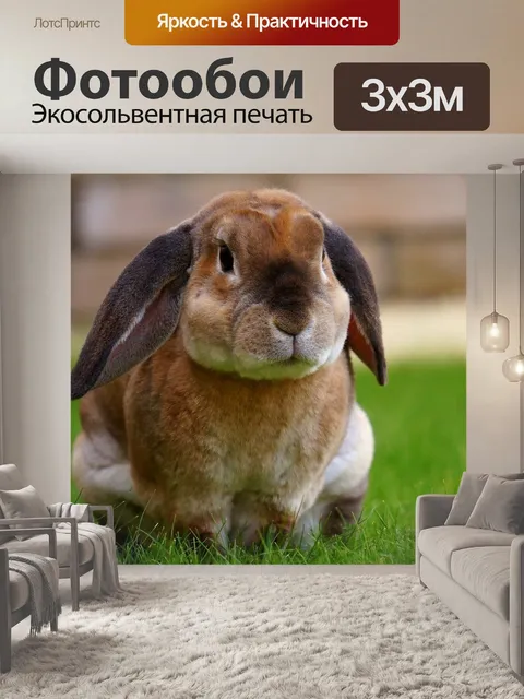 Фотообои Кролик