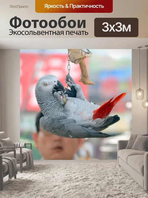 Фотообои Игривый Попугай