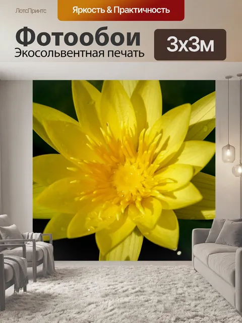 Фотообои красивый цветок лотоса