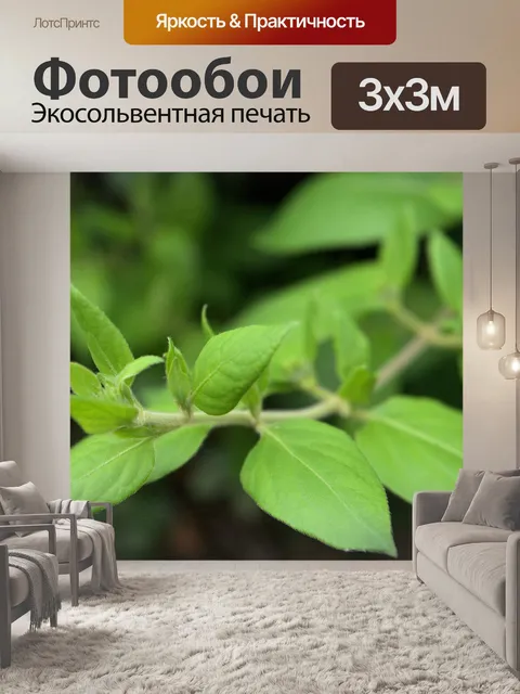 Фотообои Новые листья