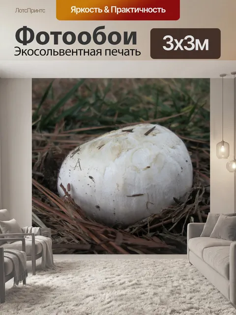 Фотообои Лесных грибов 1