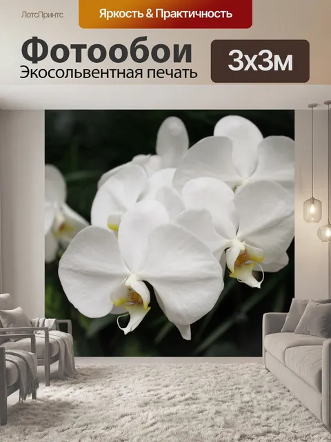 Фотообои белый большой цветок орхидеи, Сингапур