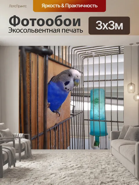 Фотообои Птицы