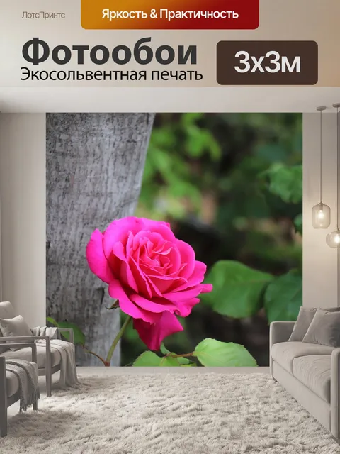 Фотообои Роза