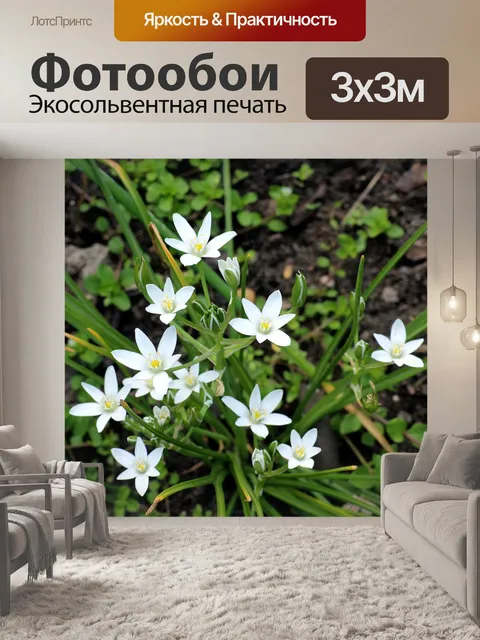 Фотообои Белые цветы