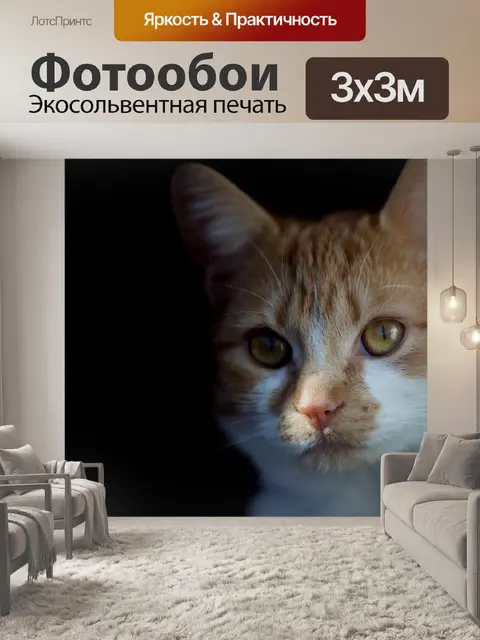 Фотообои Кот