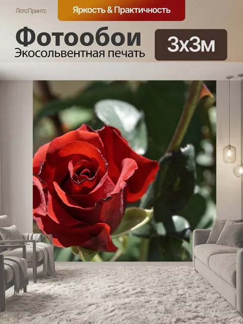 Фотообои Роза