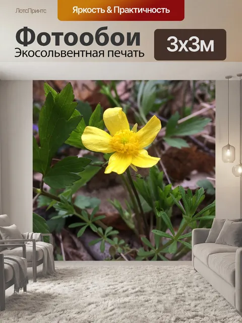 Фотообои Цветок