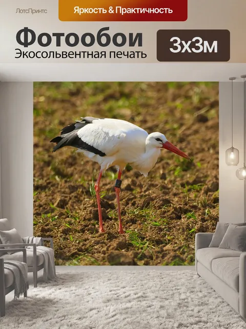 Фотообои Аист