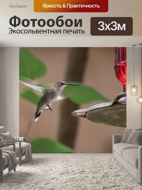 Фотообои Колибри