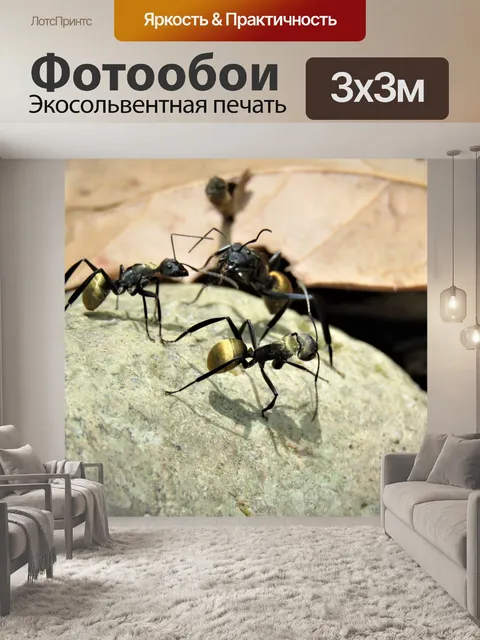Фотообои Золотые хвостатые колючий муравей