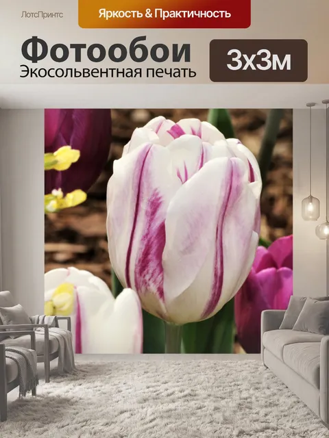 Фотообои Белые и фиолетовые тюльпаны крупным план