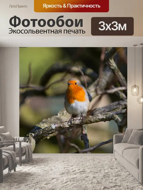 Фотообои Робин, Erithacus rubecula