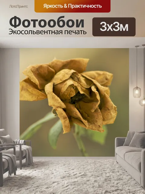 Фотообои Браун Роуз