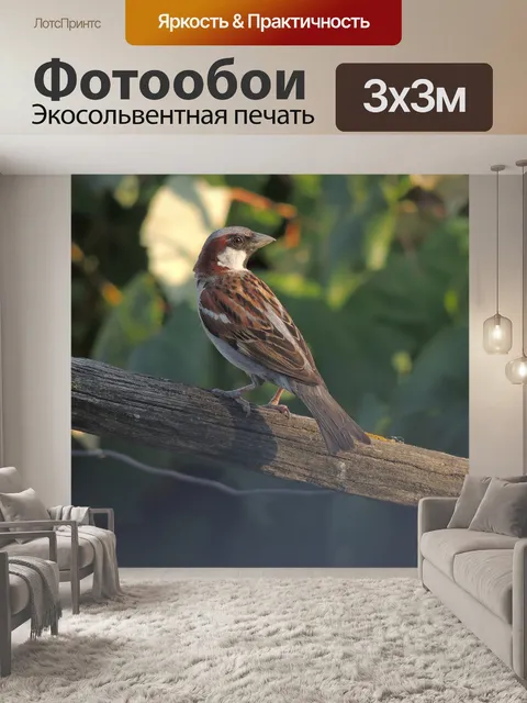 Фотообои Птица