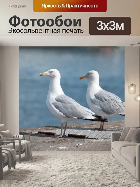 Фотообои Пара чаек
