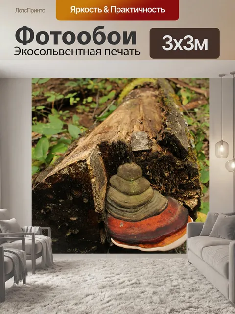 Фотообои Лес Wild Mushroom Tree
