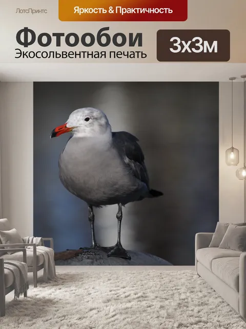 Фотообои Чайка полный вид