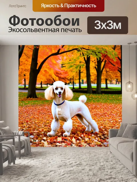 Фотообои пудель, играющий в парке среди разноцветных осенних листьев, окруженный деревьями, теряющими листву