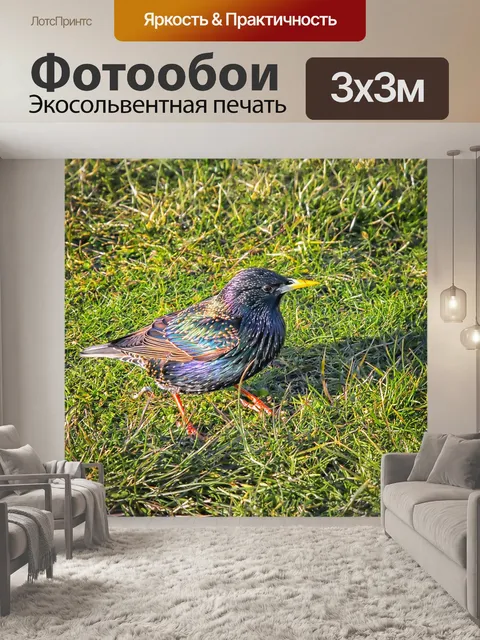 Фотообои Птица