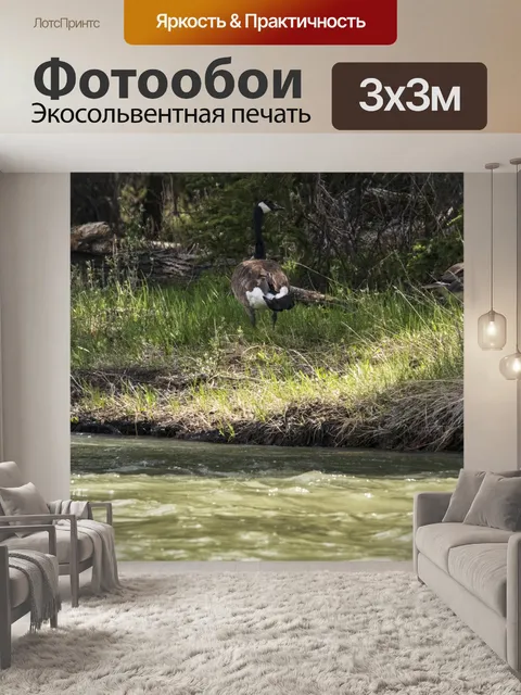 Фотообои Канадский гусь