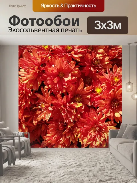 Фотообои Хризантема