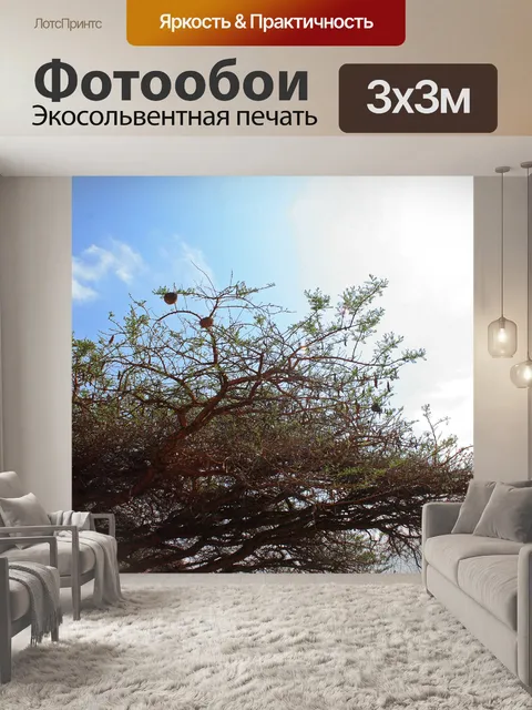 Фотообои плоская крона большой акации