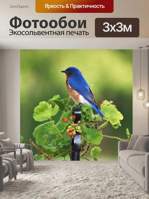 Фотообои Профиль Bluebird крупным планом