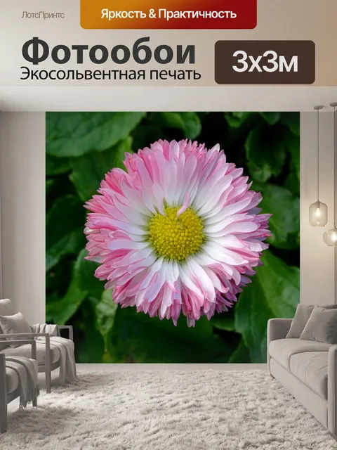 Фотообои Красивый цветок Беллис