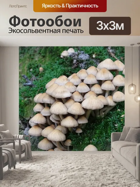 Фотообои Гриб