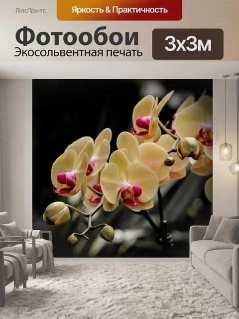 Фотообои Моль орхидеи