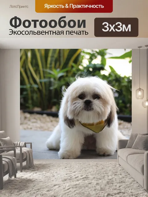 Фотообои Напуганная собака