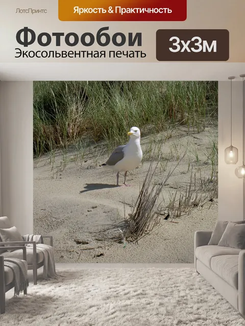 Фотообои Чайка