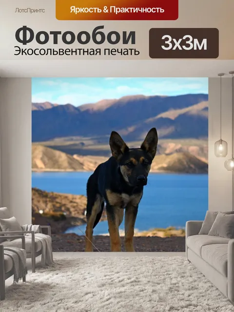 Фотообои Собака