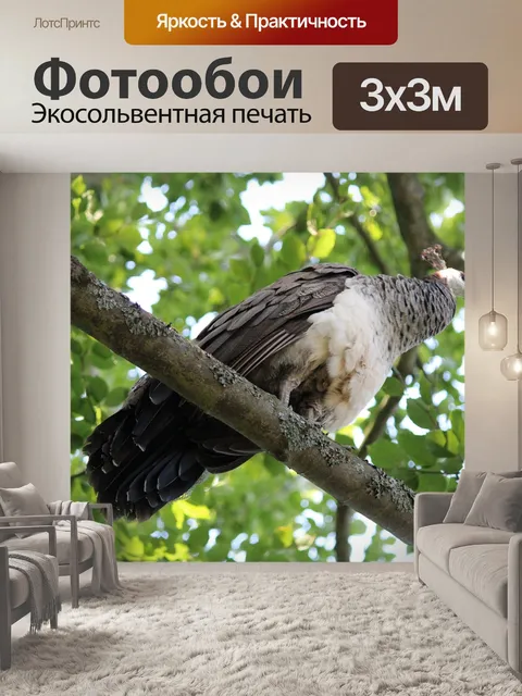 Фотообои Павлин