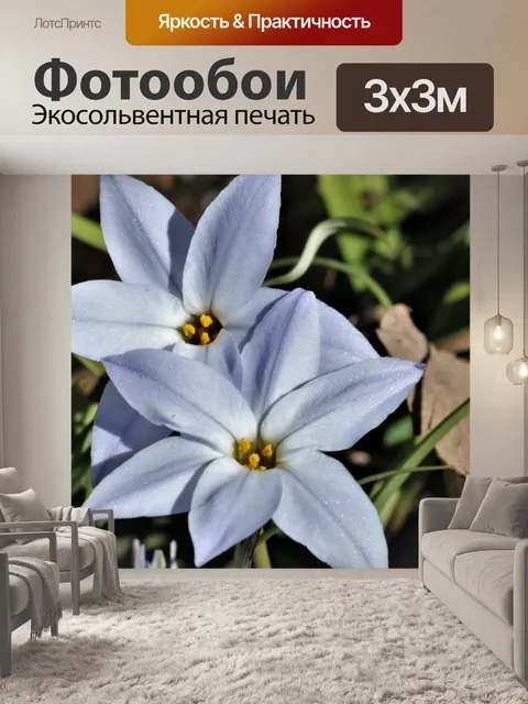 Фотообои Звезда Вифлеема Цветы Макро