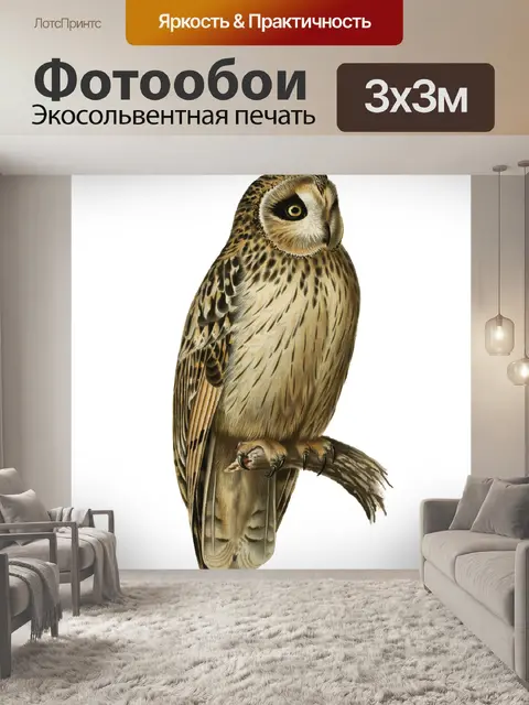 Фотообои Винтажная иллюстрация совы
