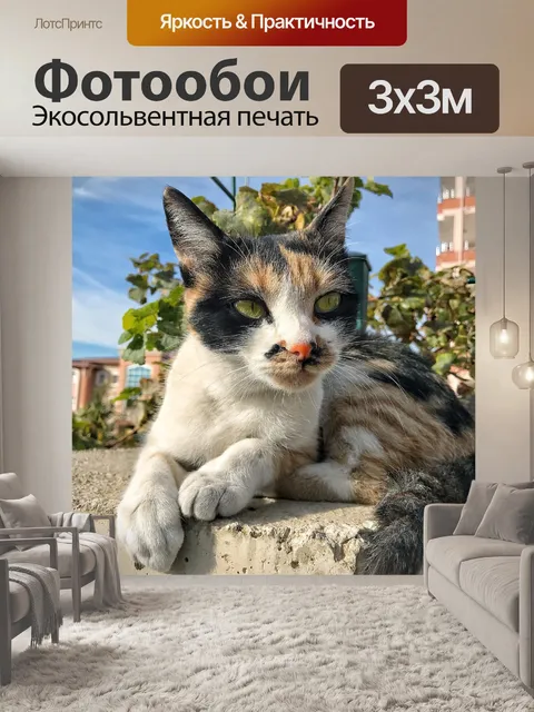 Фотообои Кошка