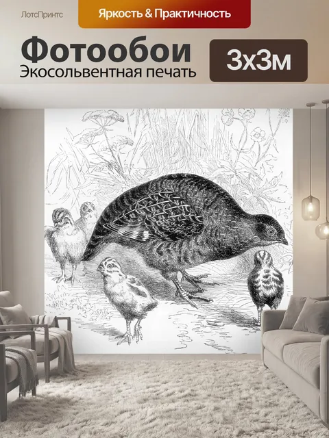 Фотообои Куропатка
