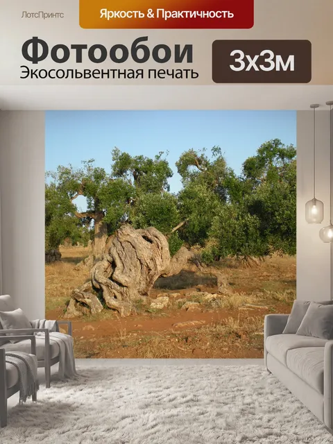 Фотообои Оливковое дерево
