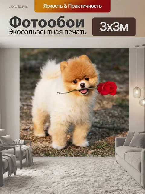 Фотообои Собака Померанская роза