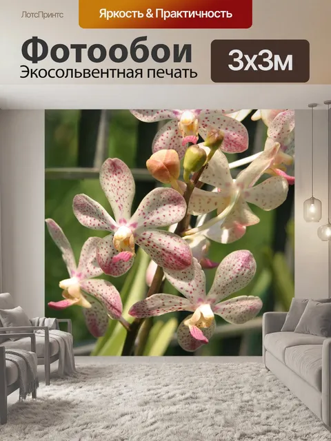 Фотообои Орхидея