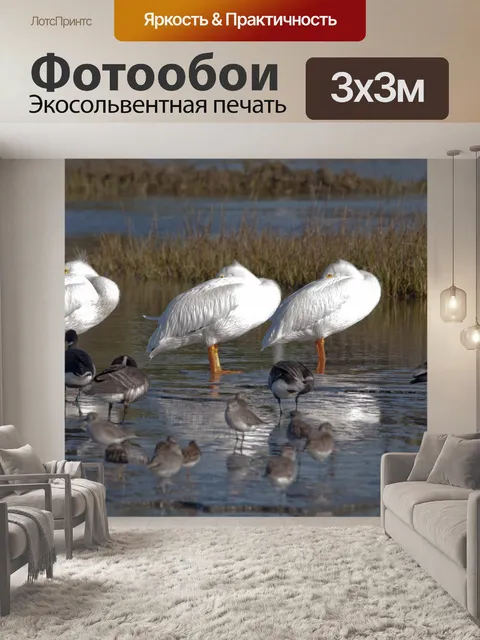 Фотообои Три Пеликаны