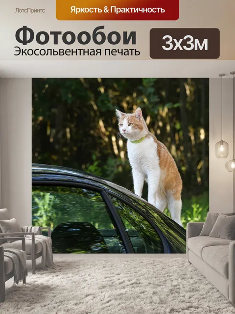 Фотообои Кошка