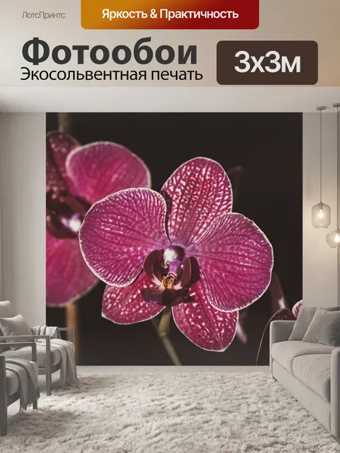 Фотообои Орхидея