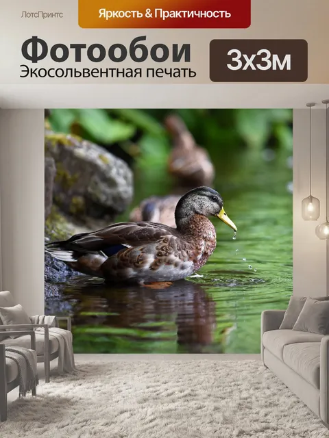 Фотообои Duck перья