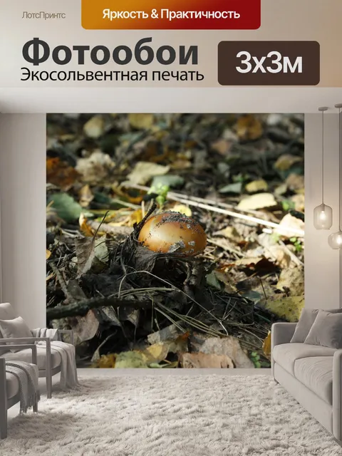 Фотообои Гриб